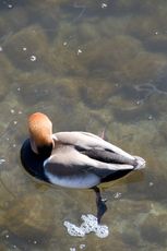 Kolbenente (3 von 5).jpg